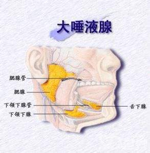 唾液的功能介绍