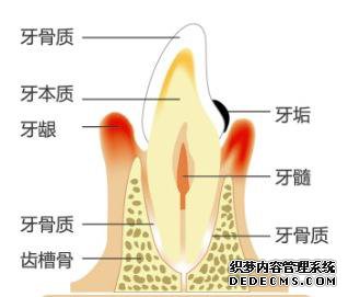 牙齿结构2.jpg